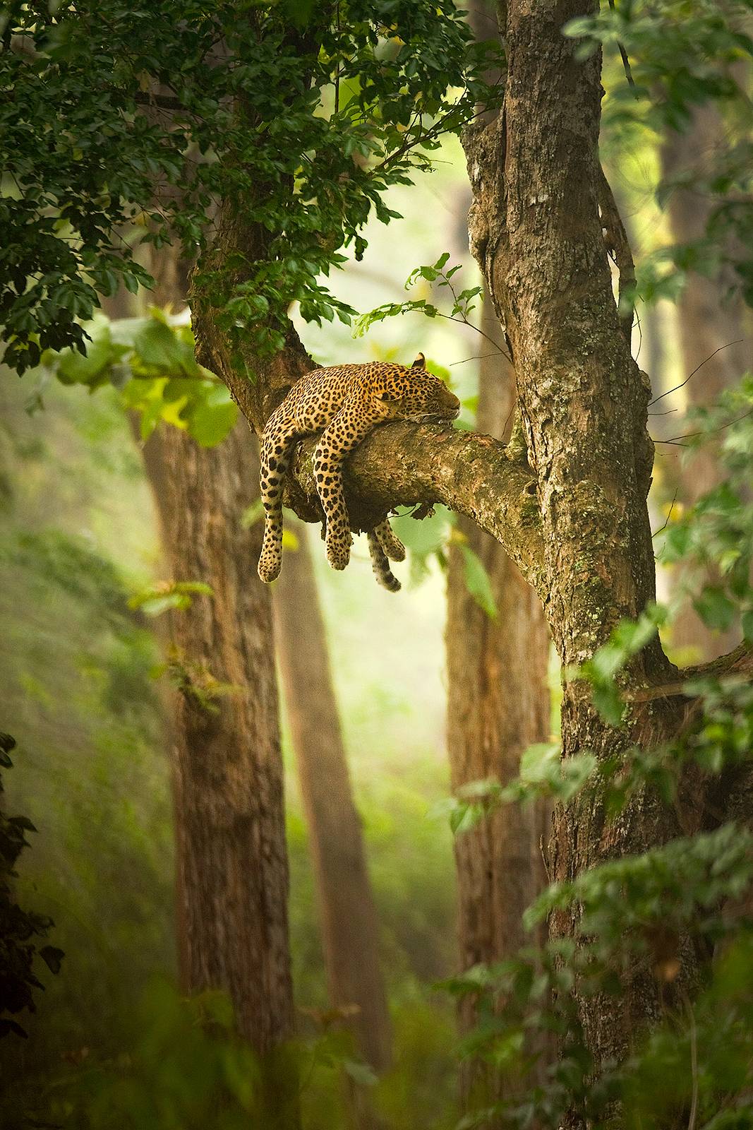 1067x1600 Sleeping Leopard In Tree