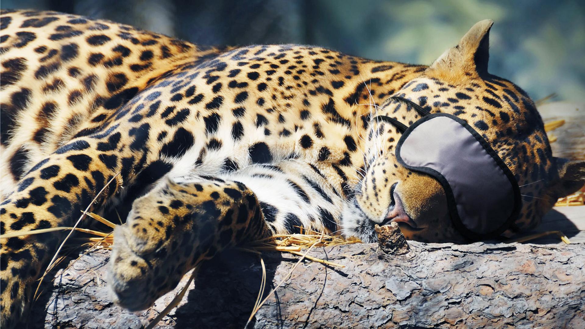 1920x1080 animals, Sleeping, Leopards Wallpaper HD / Desktop and Mobile Background