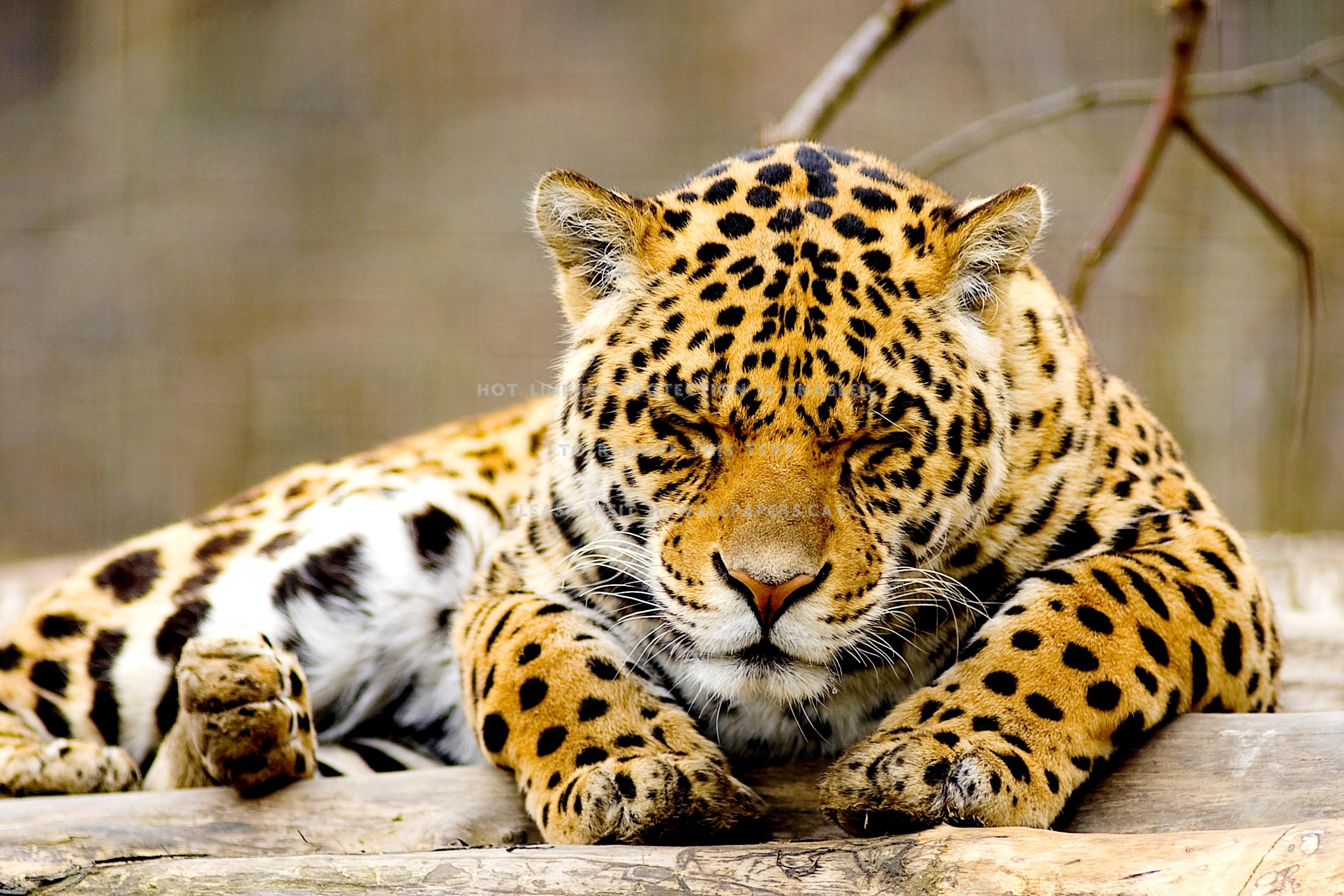 3072x2049 sleeping leopard wild closed eyes animals