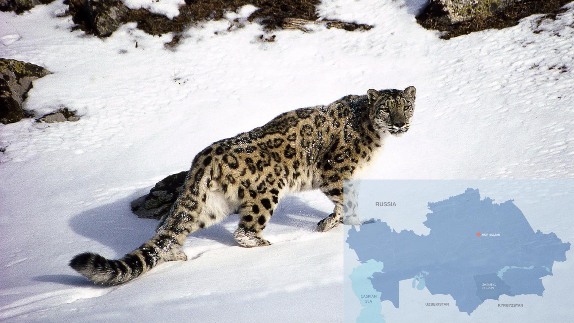 1920x1080 Rare Footage: Snow Leopard Family of Three Caught on Camera in Kazakhstan (Video) Astana Times
