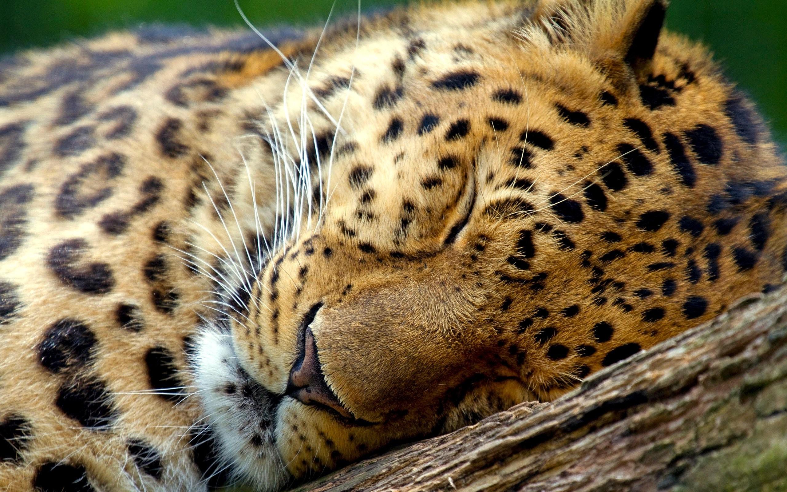 2560x1600 animals, Leopard, Sleeping Wallpaper HD / Desktop and Mobile Background