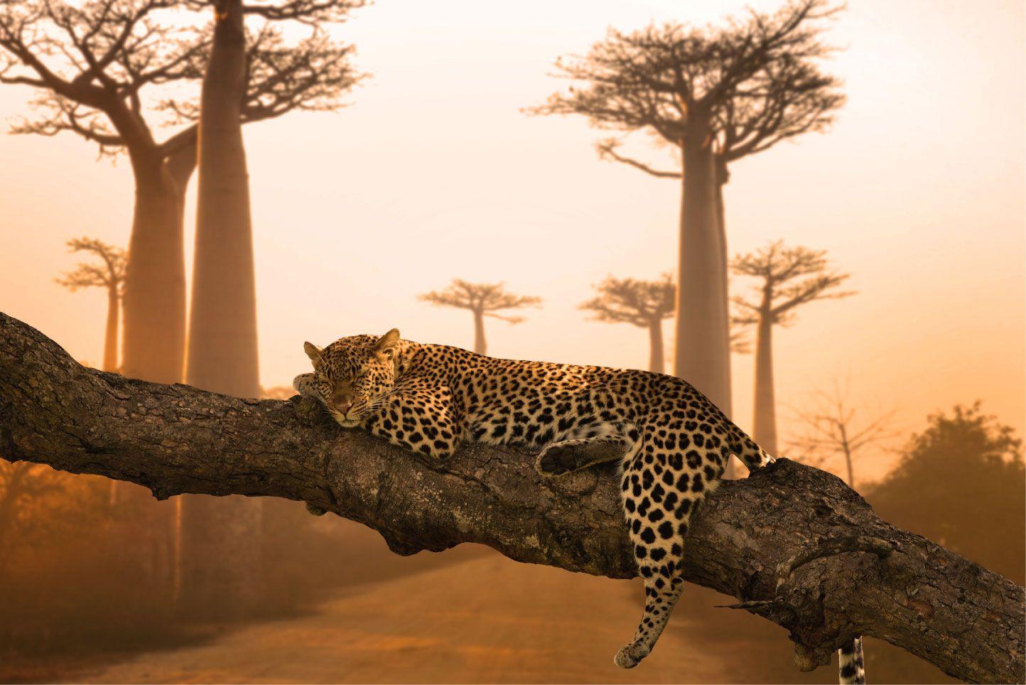 1444x964 Sleeping leopard
