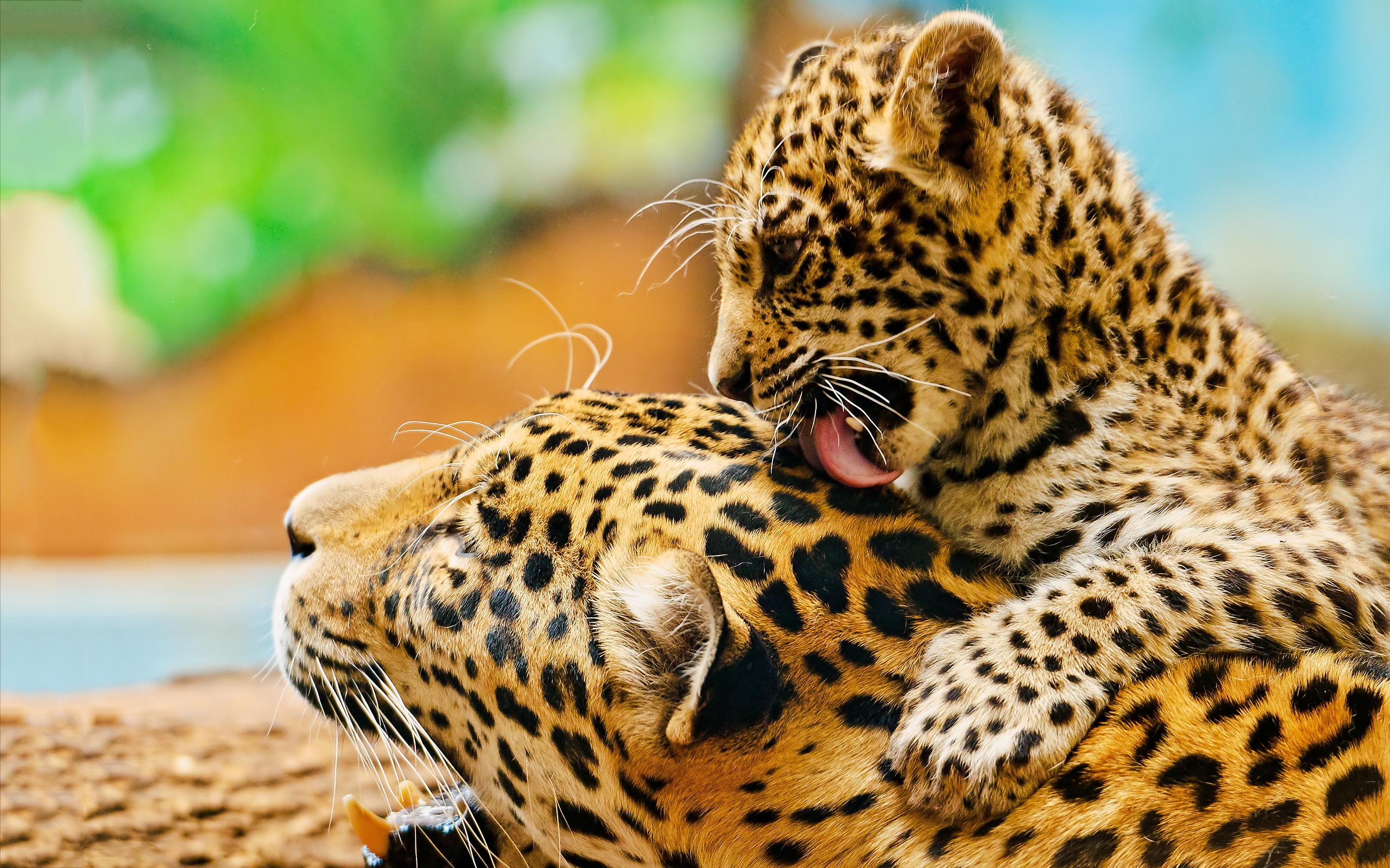 2560x1600 Leopard cub baby