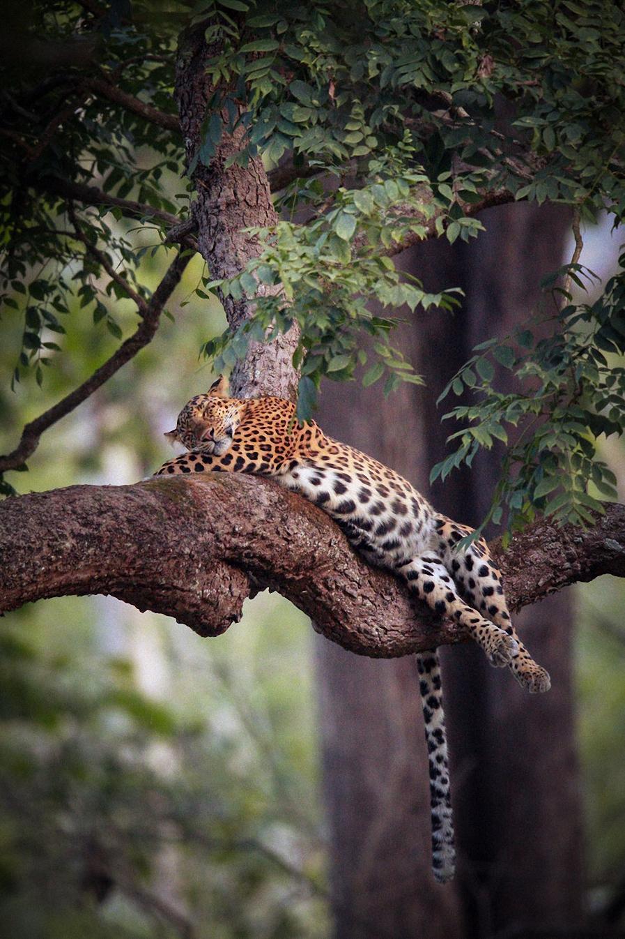 Sleeping Leopard Wallpapers - Top Free Sleeping Leopard Backgrounds ...