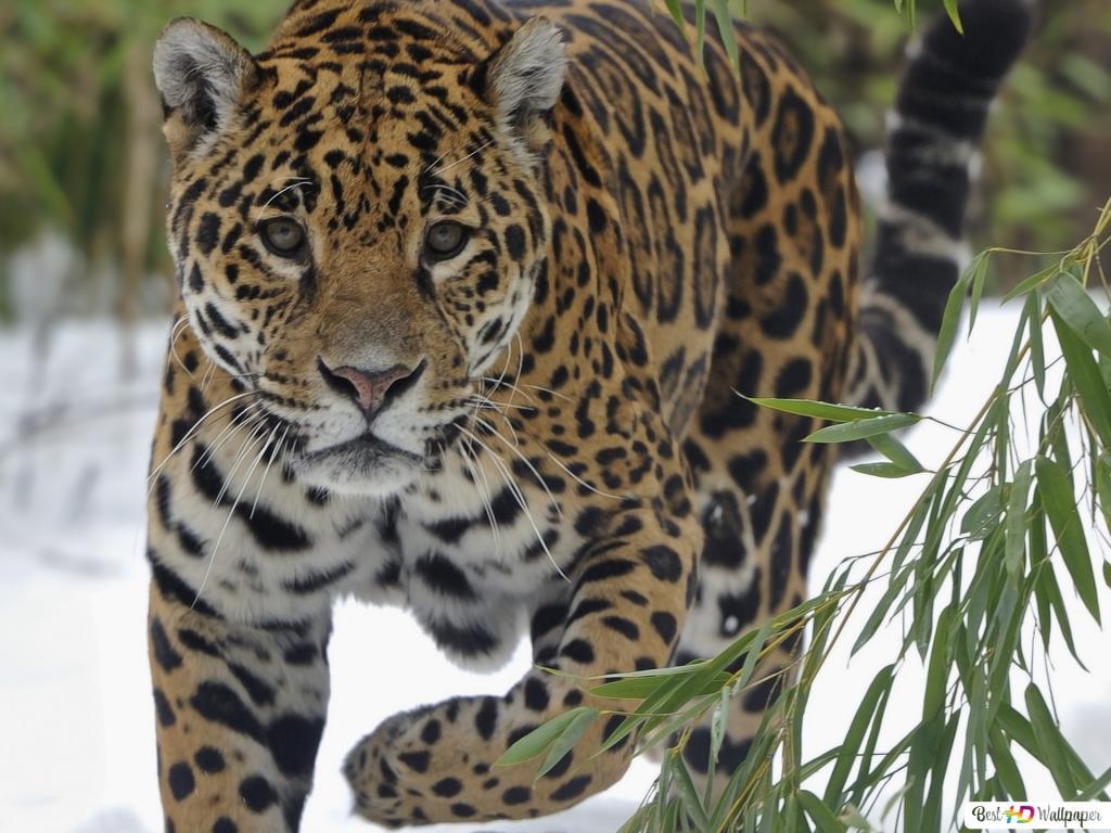 1024x768 Cat Family Leopard HD wallpaper download