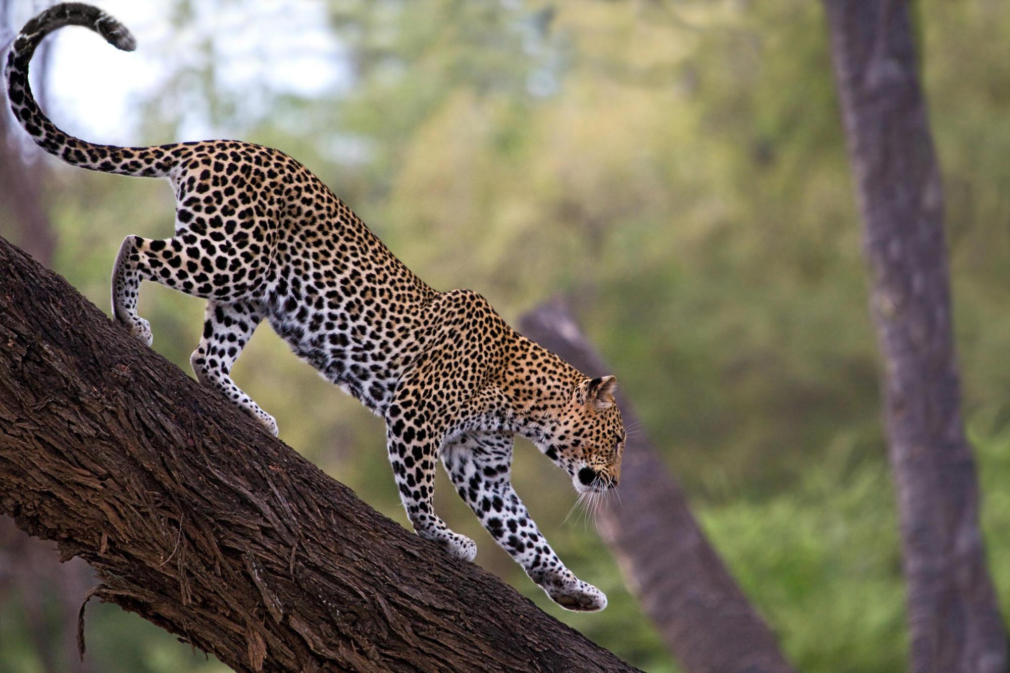 2000x1333 African Leopard Facts, Distribution, Habitat, Diet, Picture