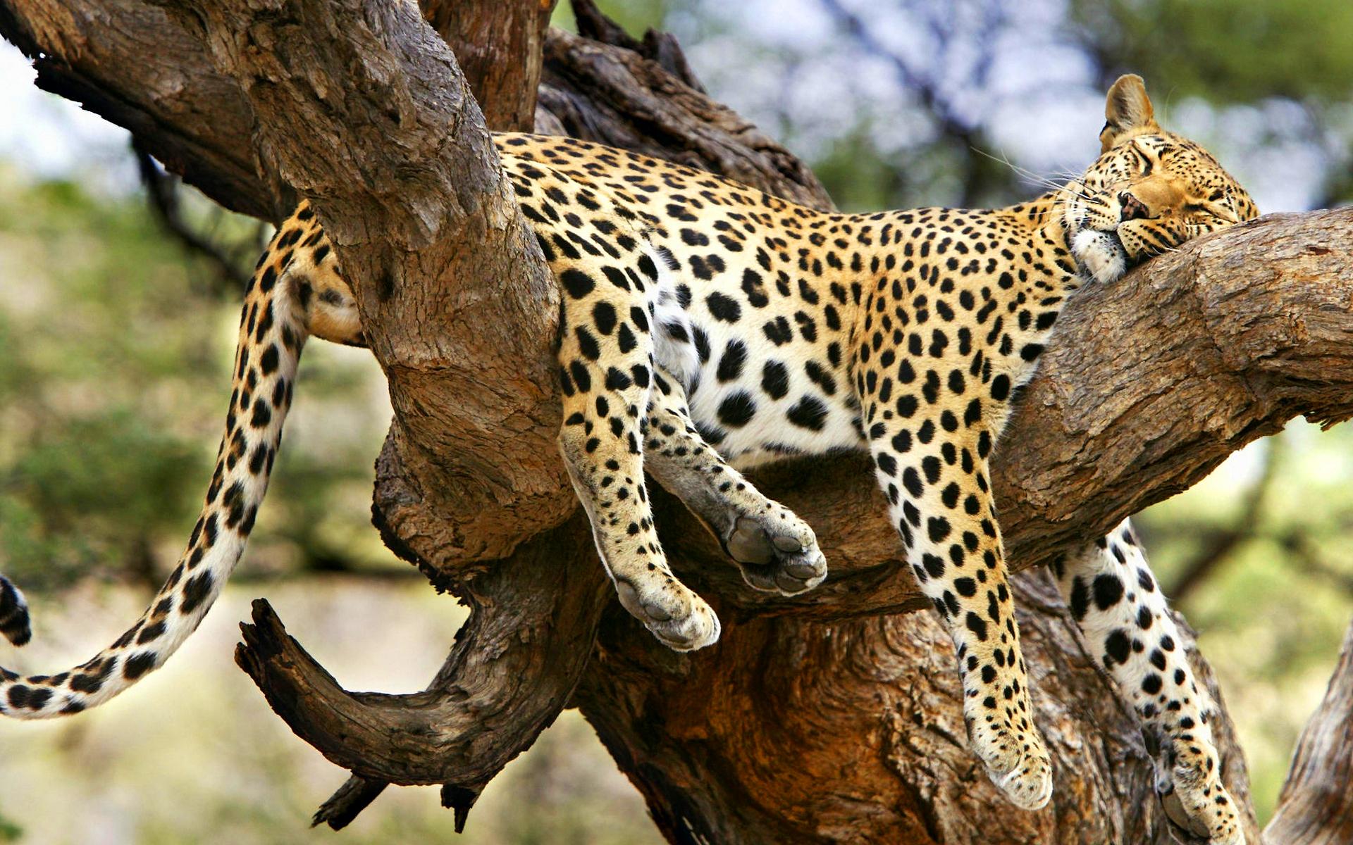 1920x1200 Jaguar sleeping tree wallpaperx1200