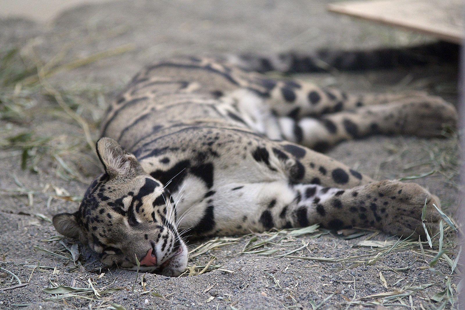 1600x1067 Clouded Leopard Wallpaper