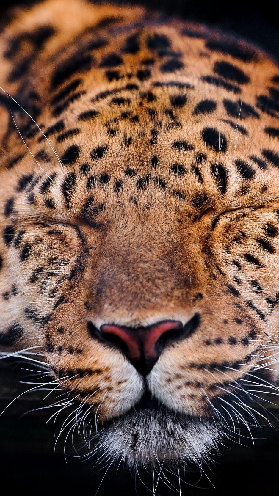 938x1668 Download Wallpaper 938x1668 Leopard, Muzzle, Sleep, Predator Iphone 8 7 6s 6 For Parallax HD Background