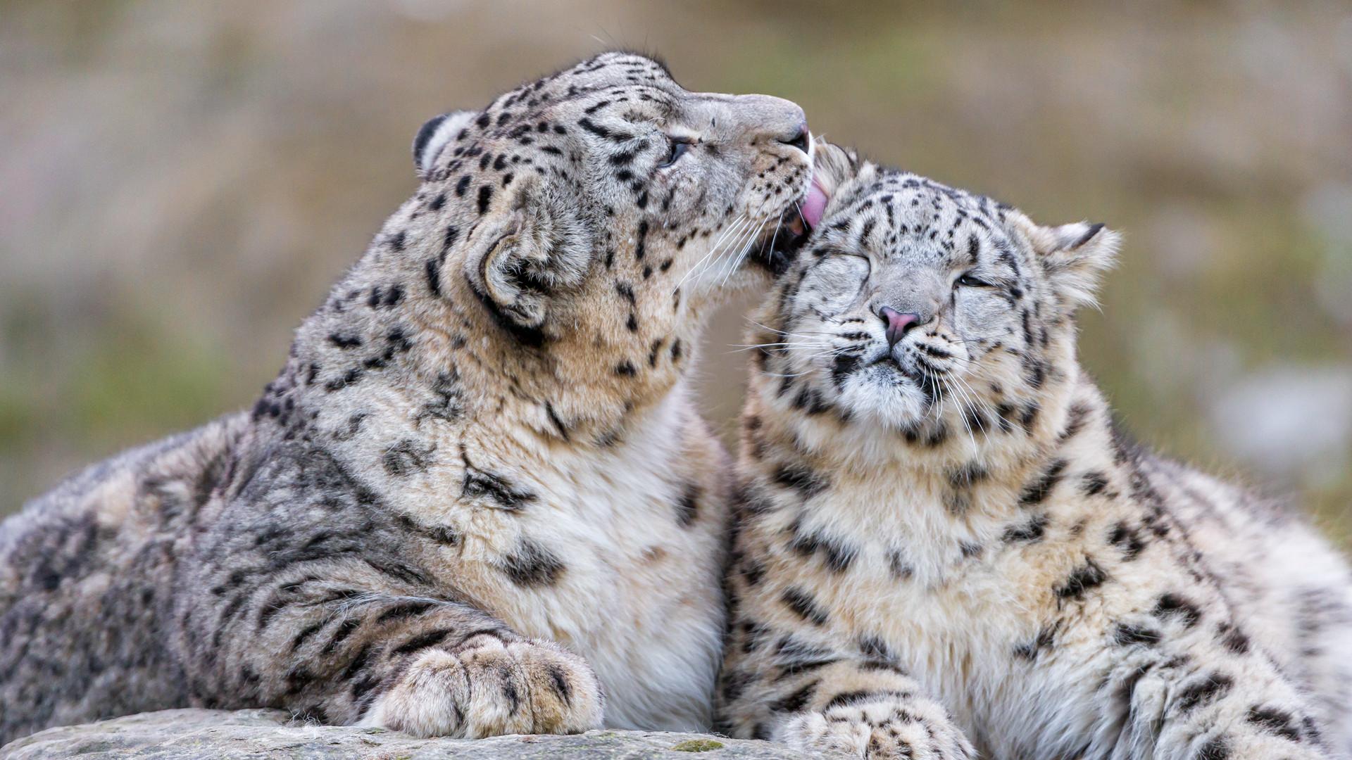 1920x1080 Infrared cameras capture snow leopard family in NW China