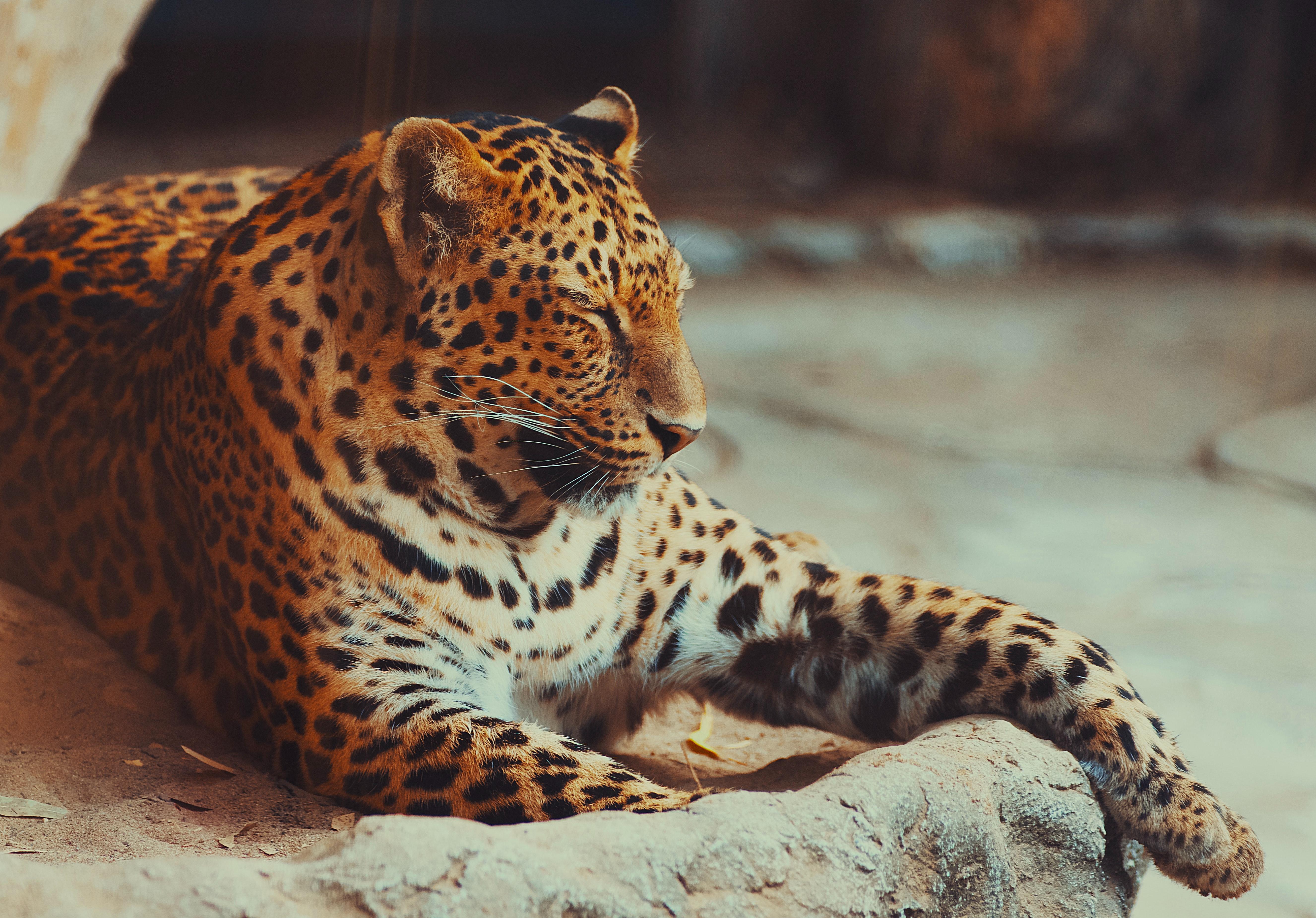 5306x3700 Sleeping Leopard · Free