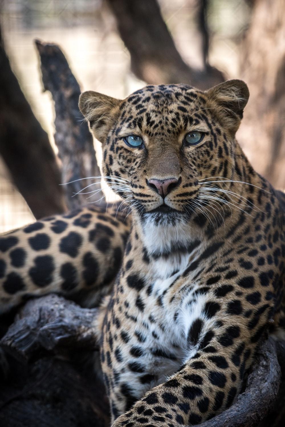 1000x1500 Leopard Picture. Download Free Image