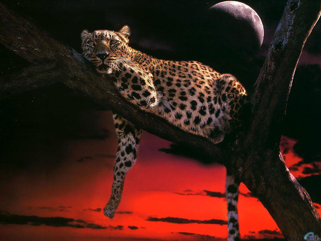1024x768 Download Wallpaper sunset moon evening leopard, 1024x Rest Time (Sleeping Leopard)