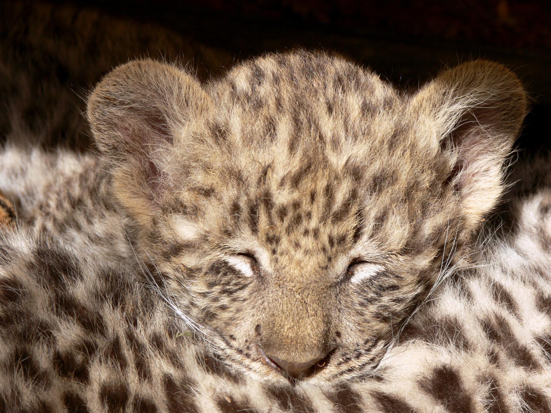1920x1440 Sleeping Leopard Cub Free Domain Picture