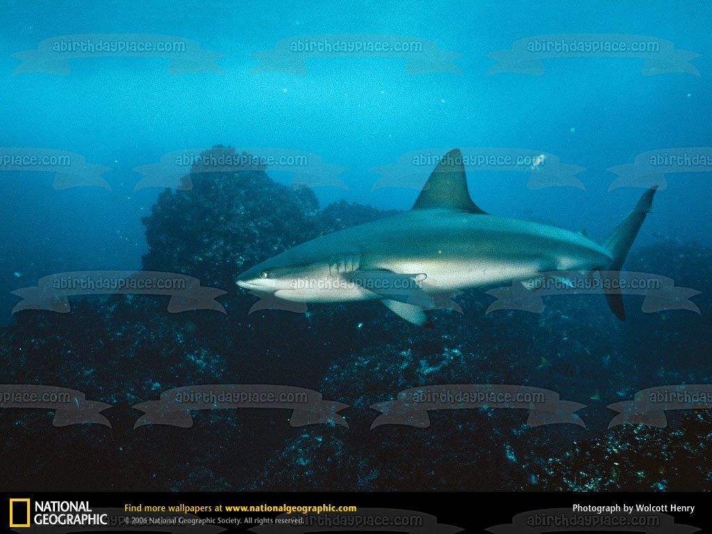 1024x768 Galapagos Shark Under the Water Edible Cake Topper Image ABPID07276