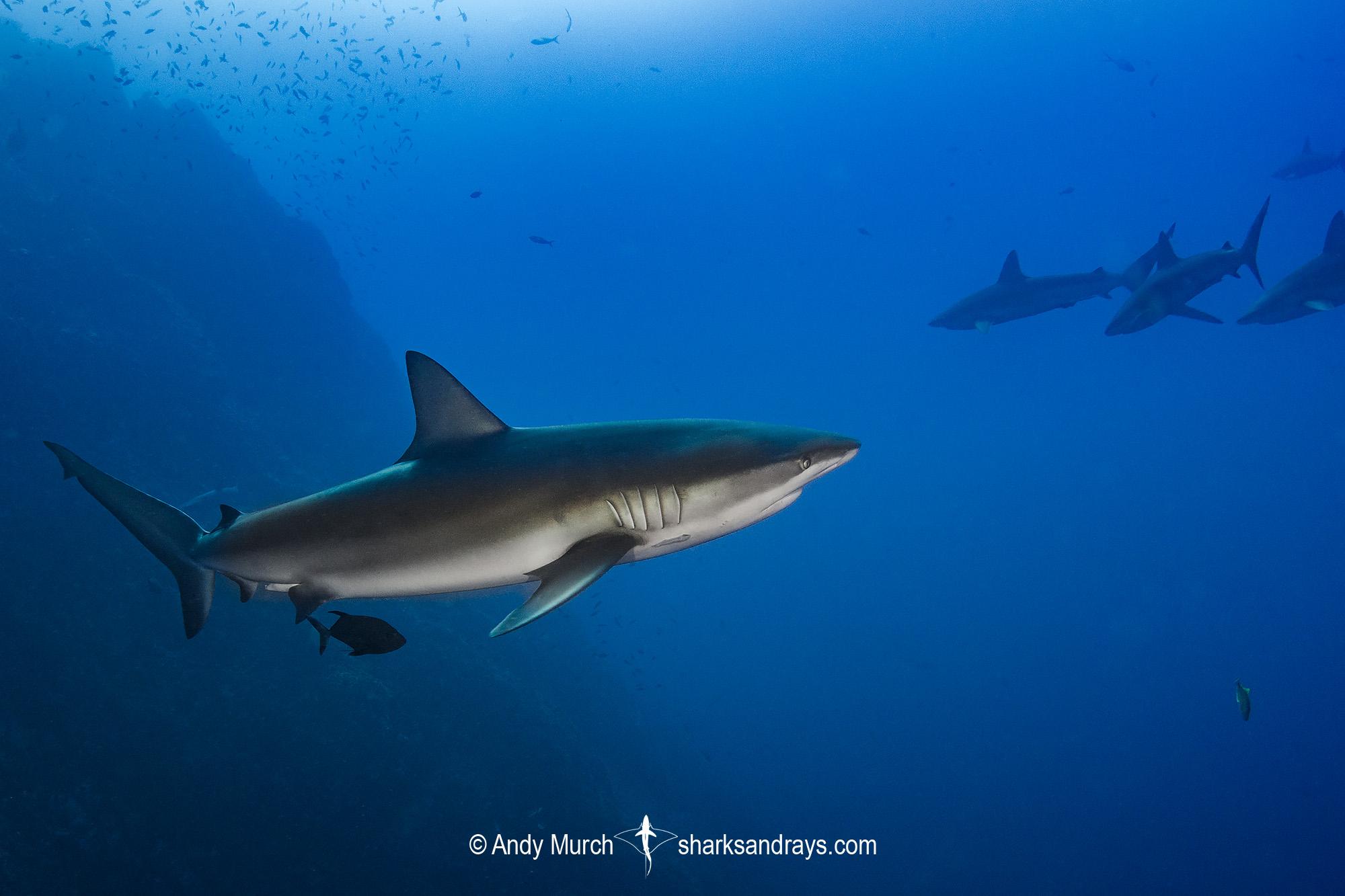 2000x1333 Galapagos Shark