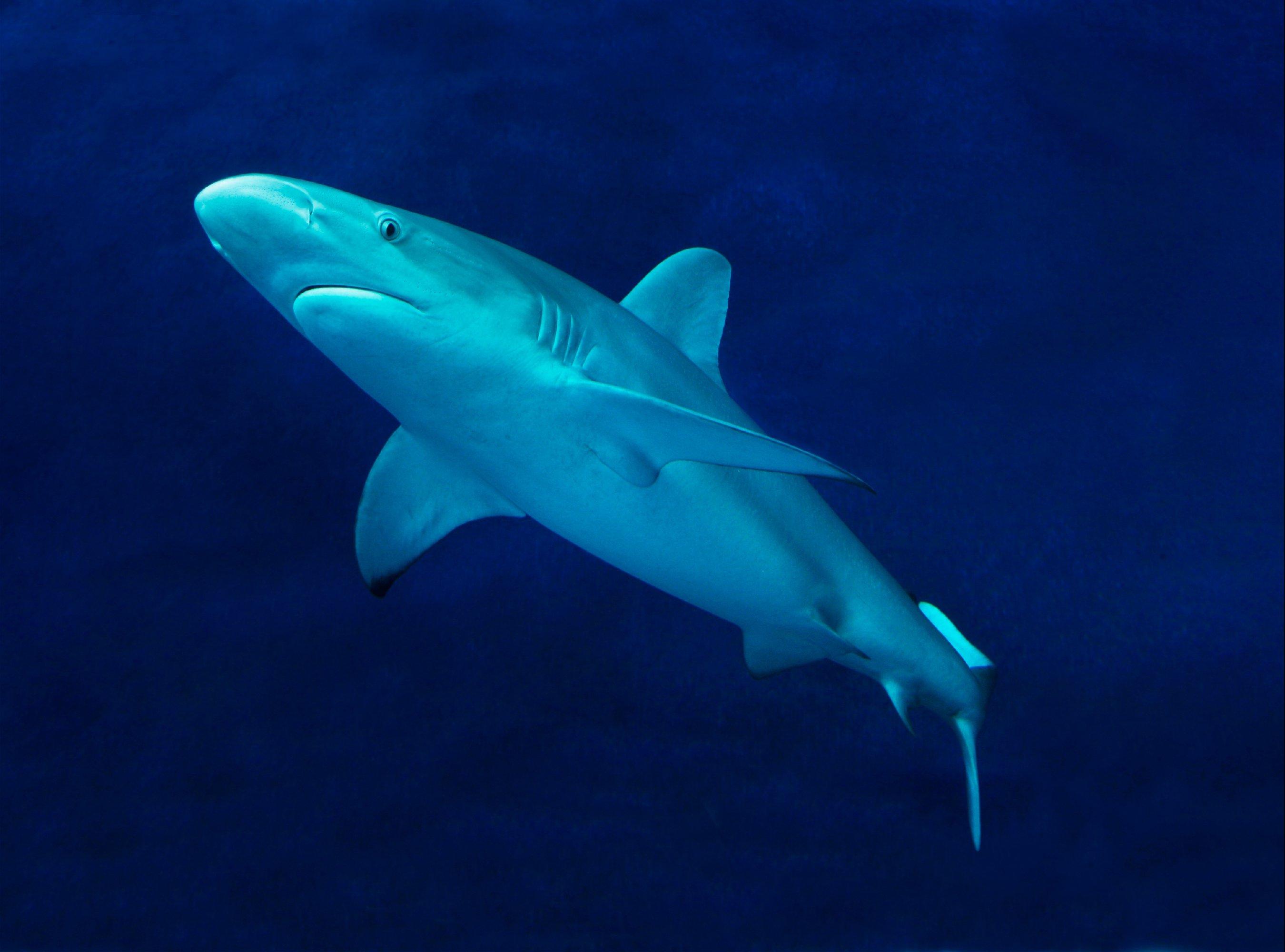 2700x2000 Galapagos shark. Animals. Monterey Bay Aquarium