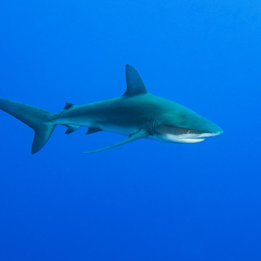 1000x1000 Galapagos Shark Cruising