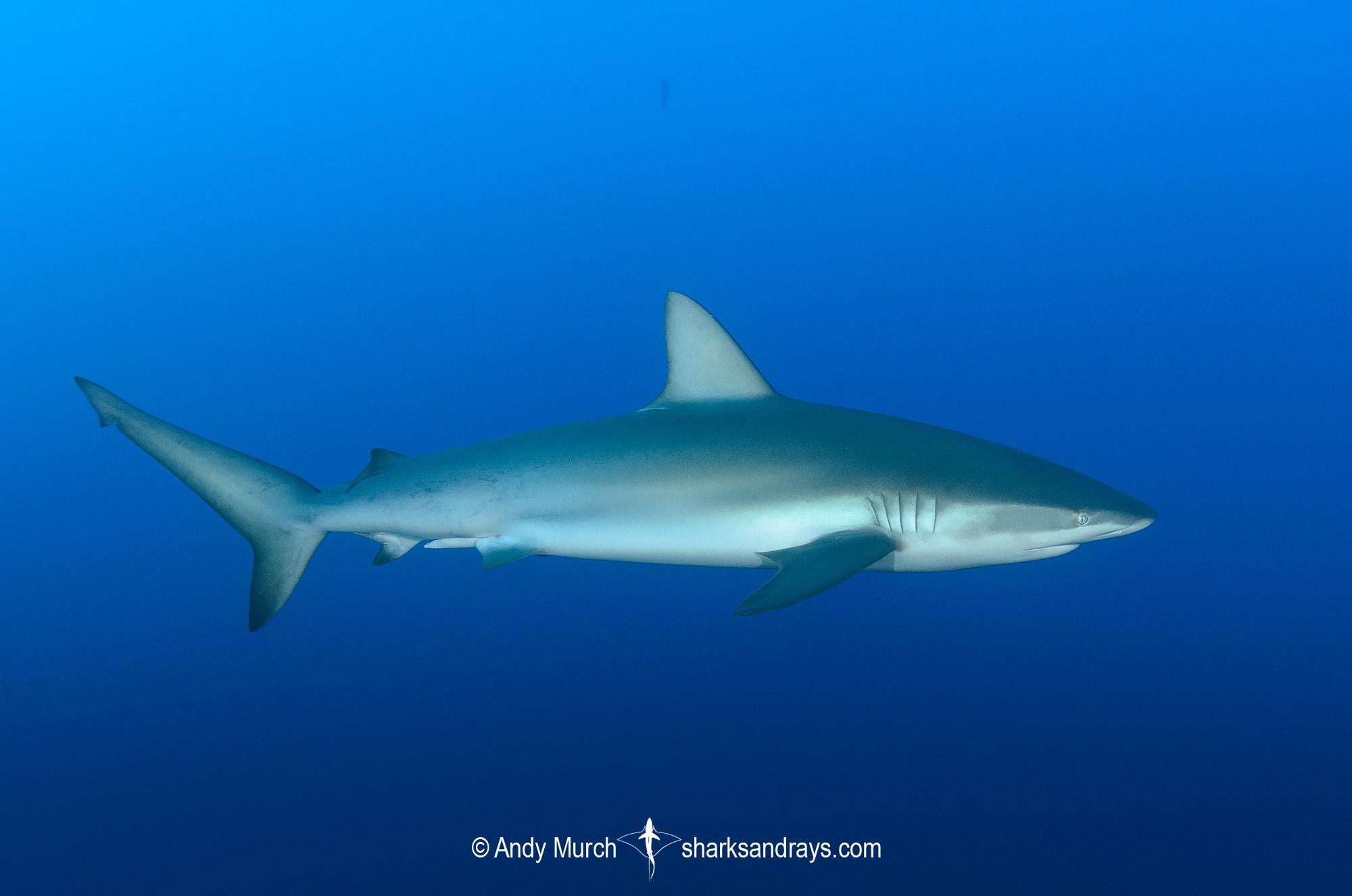2000x1325 Galapagos Shark