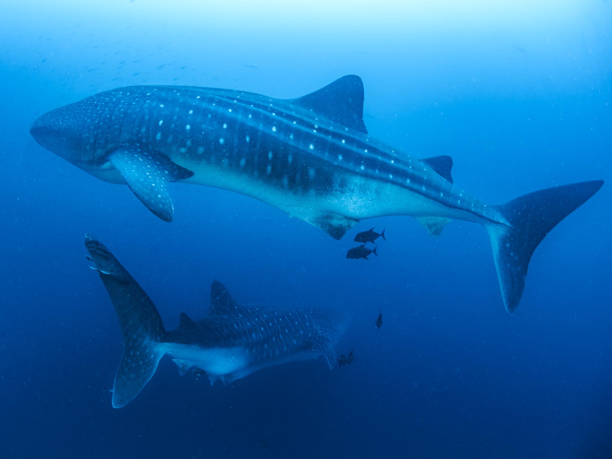 2048x1536 Galapagos Whale Shark Project update Conservation Trust