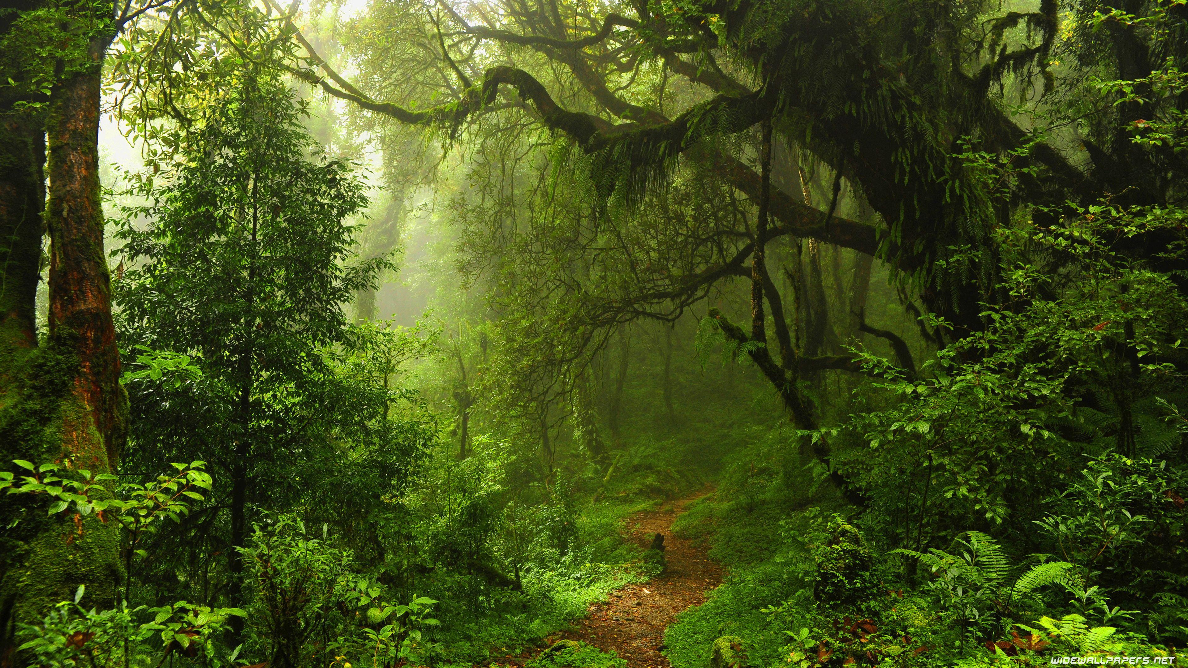 Dense Forest Wallpapers - Top Free Dense Forest Backgrounds