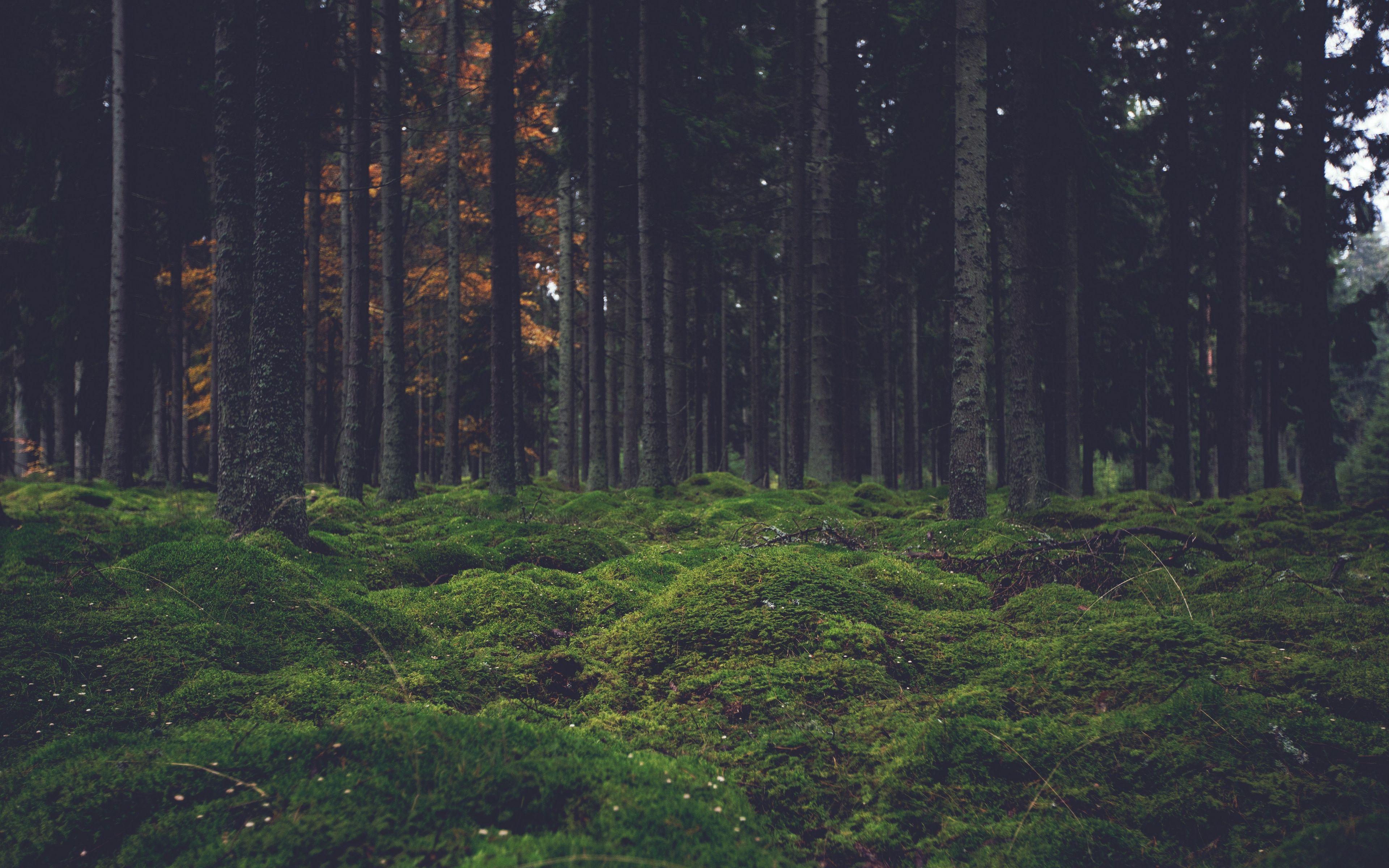 4K Forest Wallpapers - Top Free 4K Forest Backgrounds - WallpaperAccess