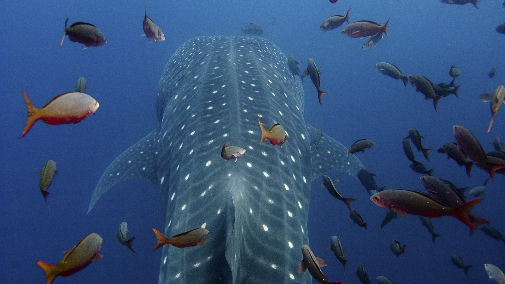 1920x1080 nature islands whale shark ecuador galapagos 1920x1080 wallpaper High Quality Wallpaper, High Definition Wallpaper