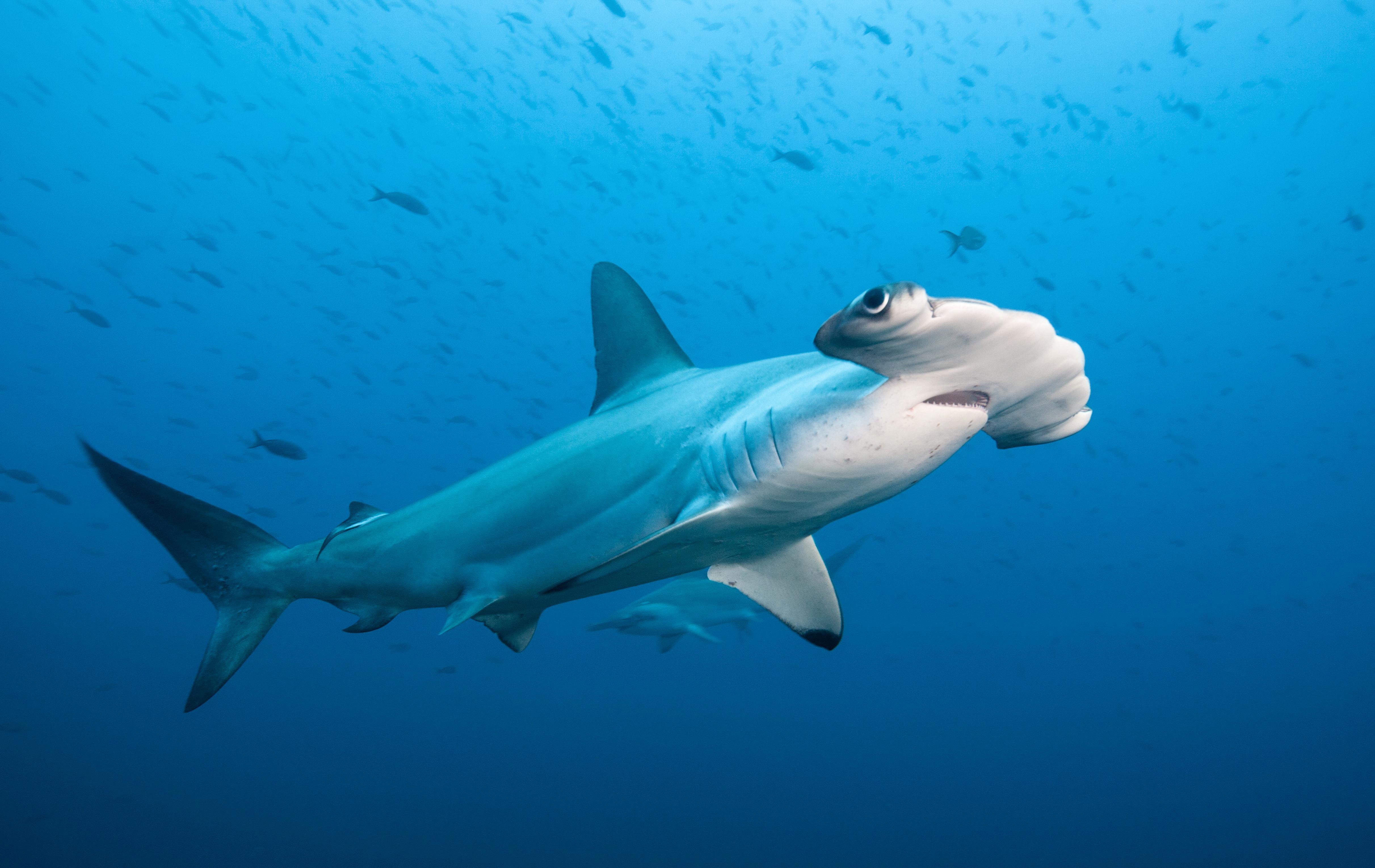 4846x3059 Lost Sharks' Fade Away While Great Whites Grab the Spotlight