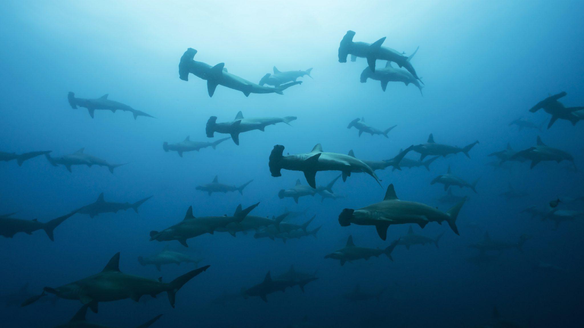 2048x1152 The Hammerhead Triangle Next Shark Destination