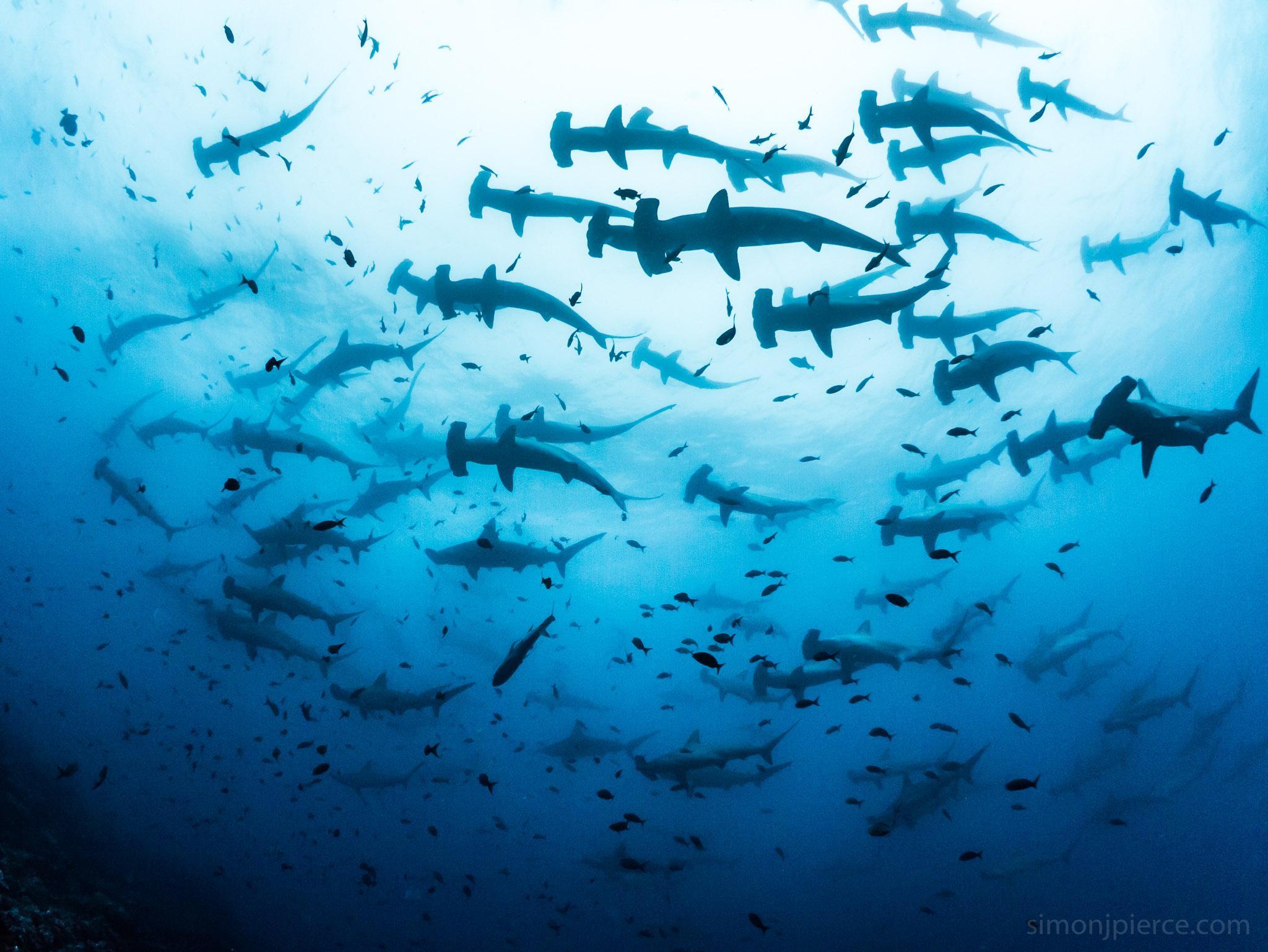 2048x1538 Shark Wallpaper