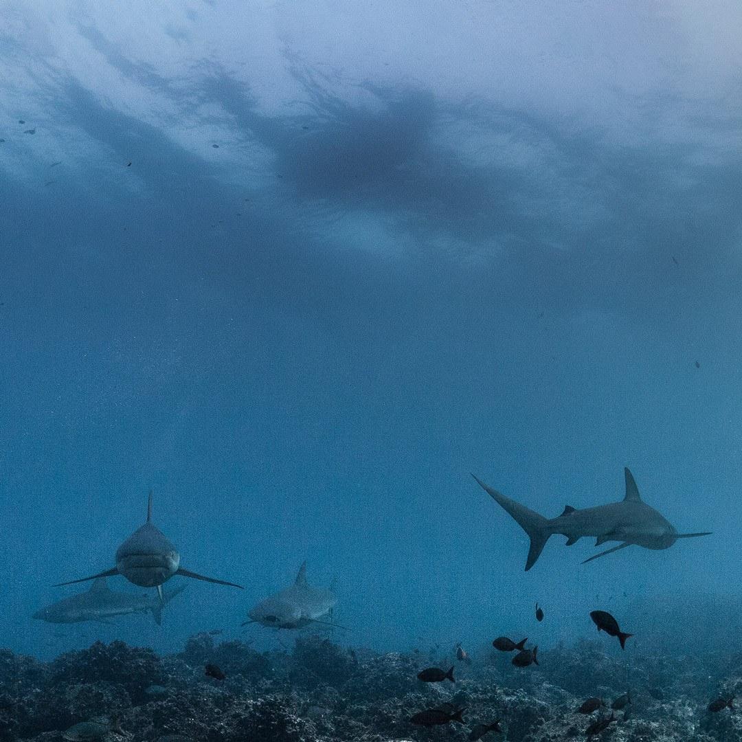 1080x1080 Top types of sharks in the Galapagos Islands