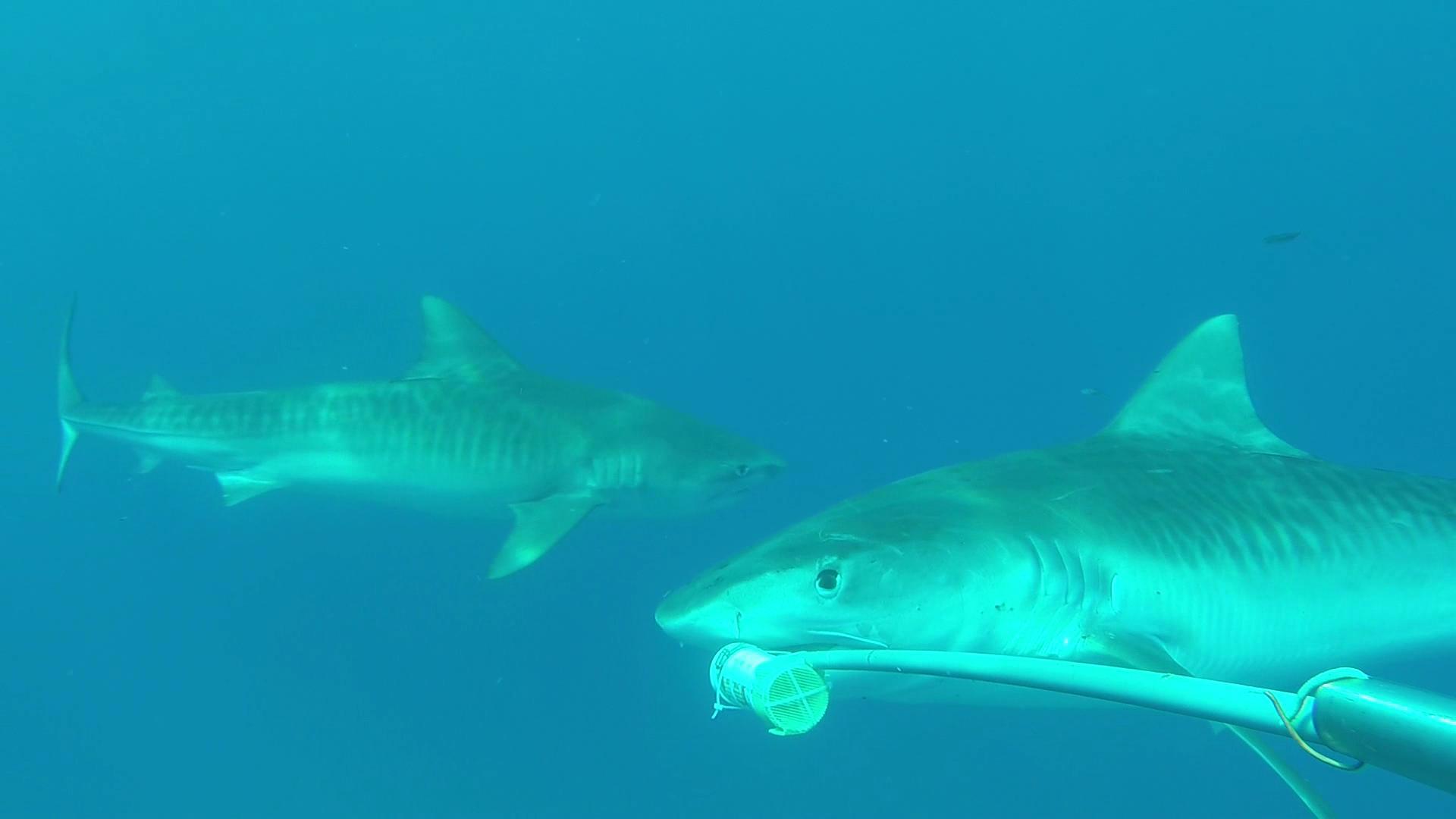 1920x1080 Galapagos underwater: one year on Our Seas Foundation