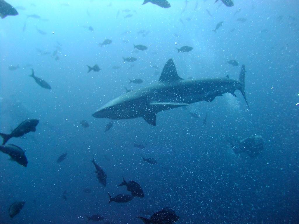 1024x768 Galapagos Shark