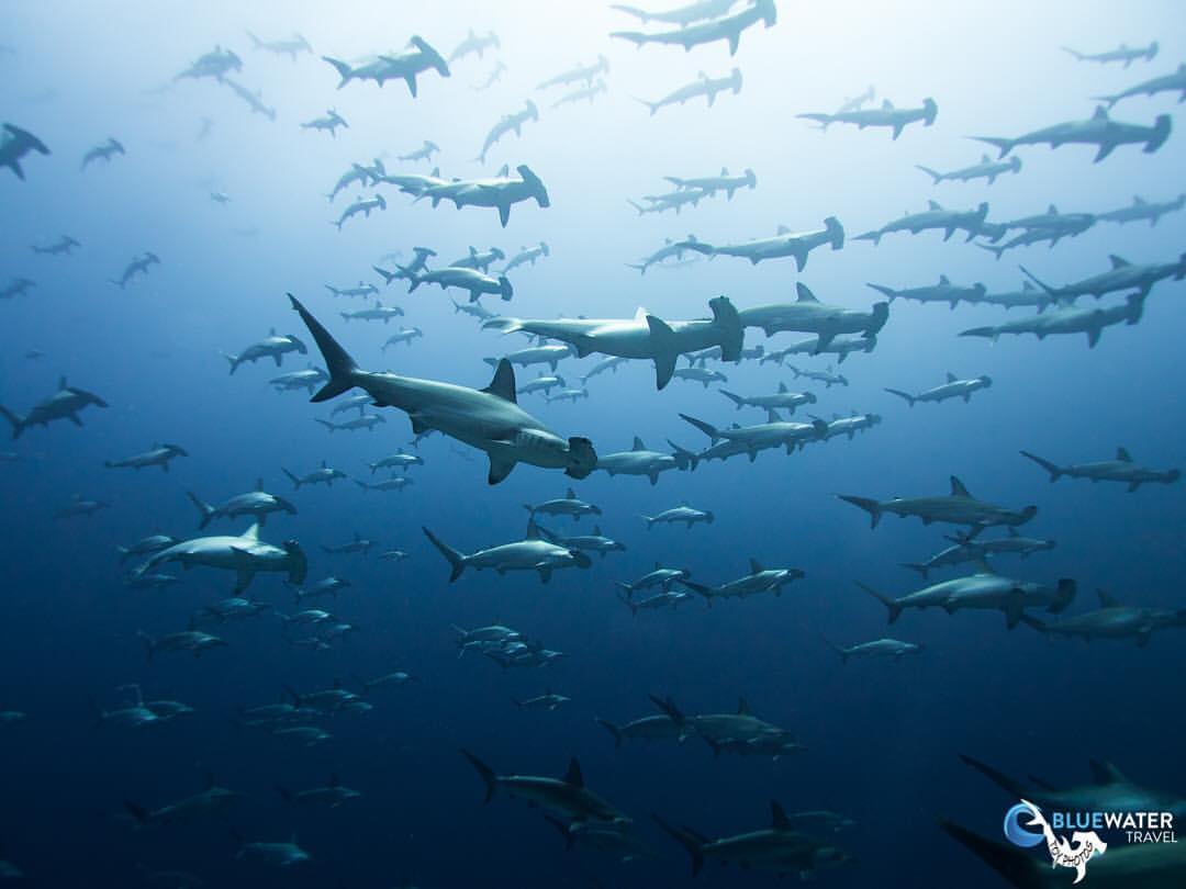 1080x810 Diving in the Galapagos Islands Dive Travel