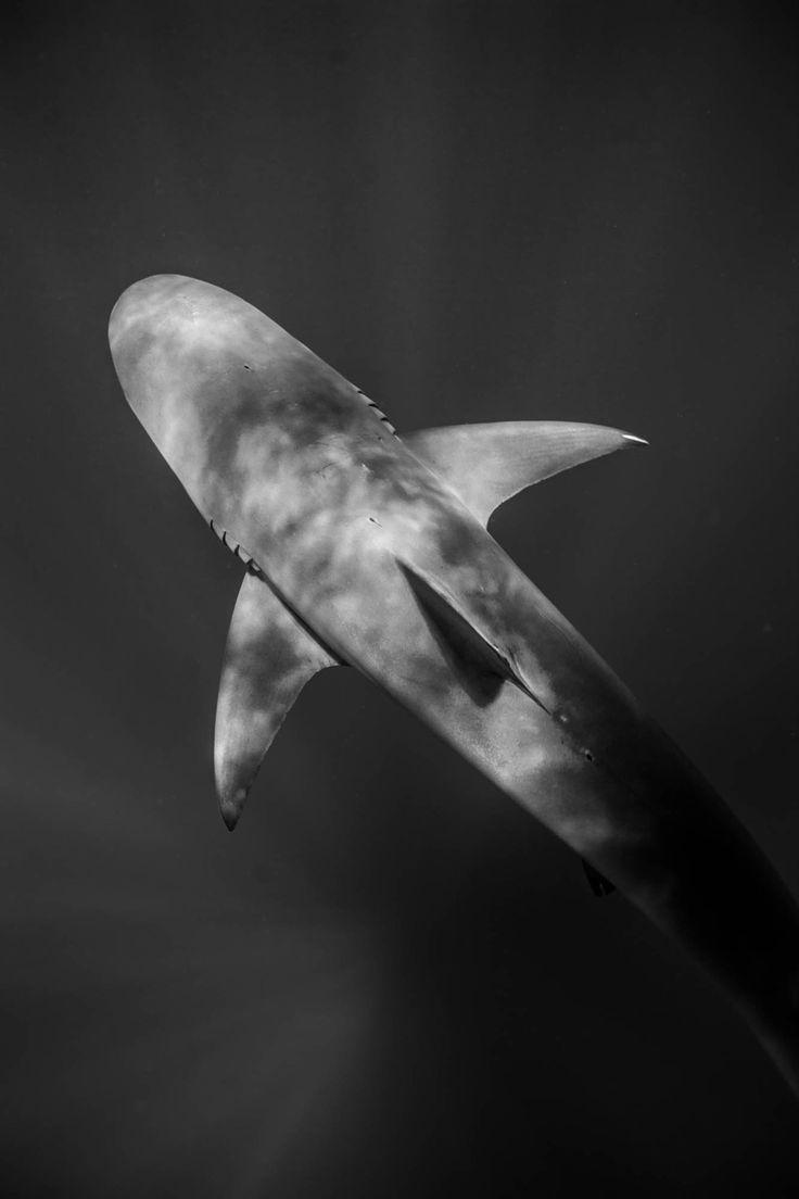 736x1104 authorbradjensen: The REZs EDGE & Redemption by. Galapagos shark, Sea shark, Shark