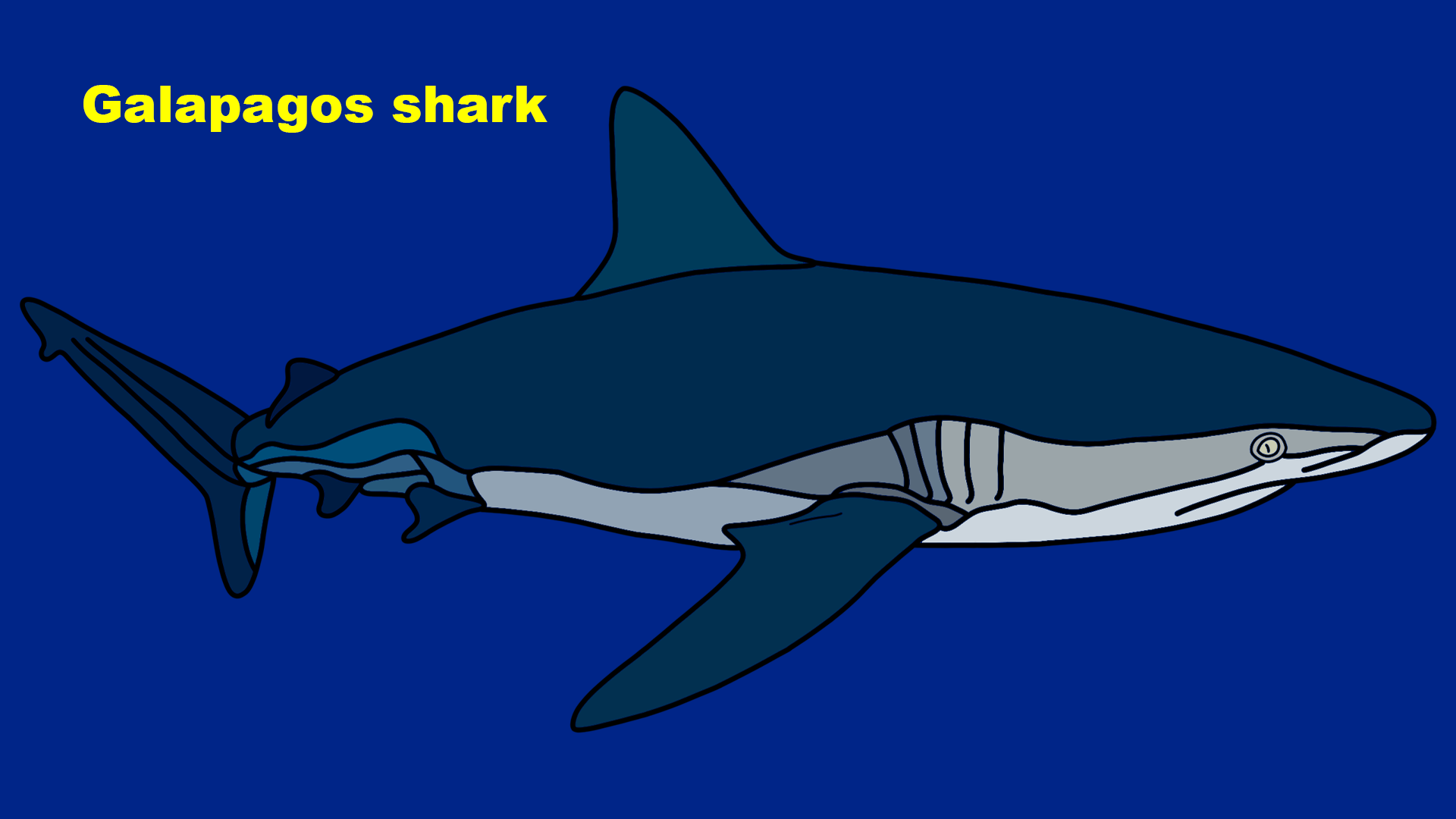 1920x1080 Galapagos shark (Carcharhinus galapagensis)