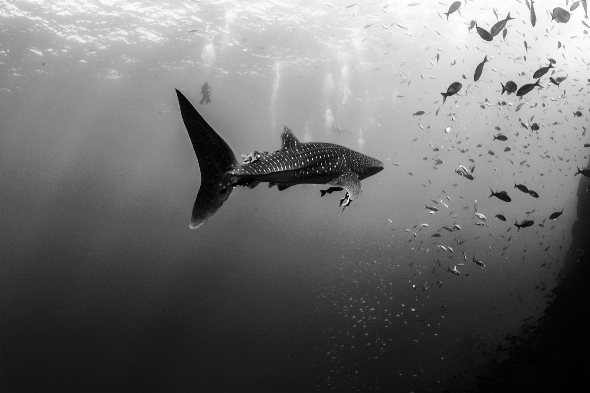 2000x1333 galapagos sharks Archives