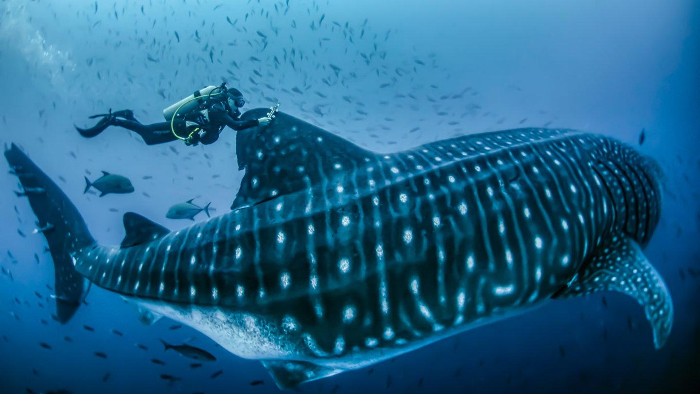 1440x810 Galapagos Whale Shark Project Research Trip Report Dive Travel