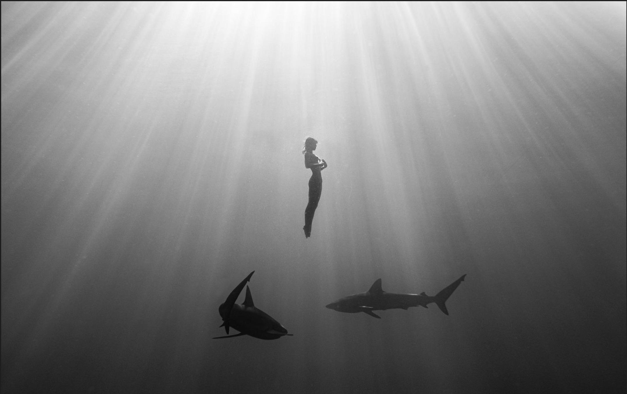 2154x1352 Marisa Papen Co Existing With Galapagos Sharks More