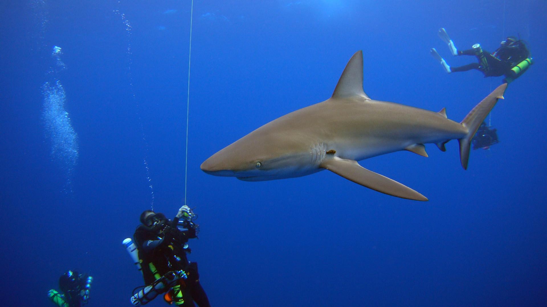 1920x1080 Behind the Science: How Do We Know How Many Shark Species Are at Risk? • The Revelator