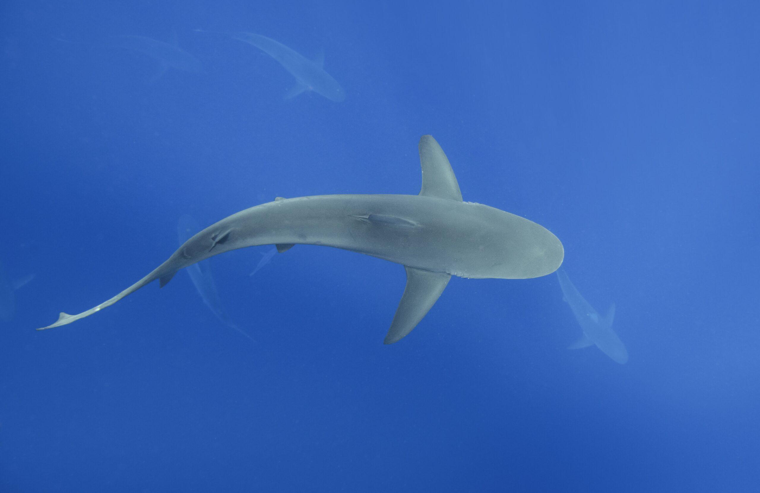 2560x1661 Shark Diving Bucket List Adventure