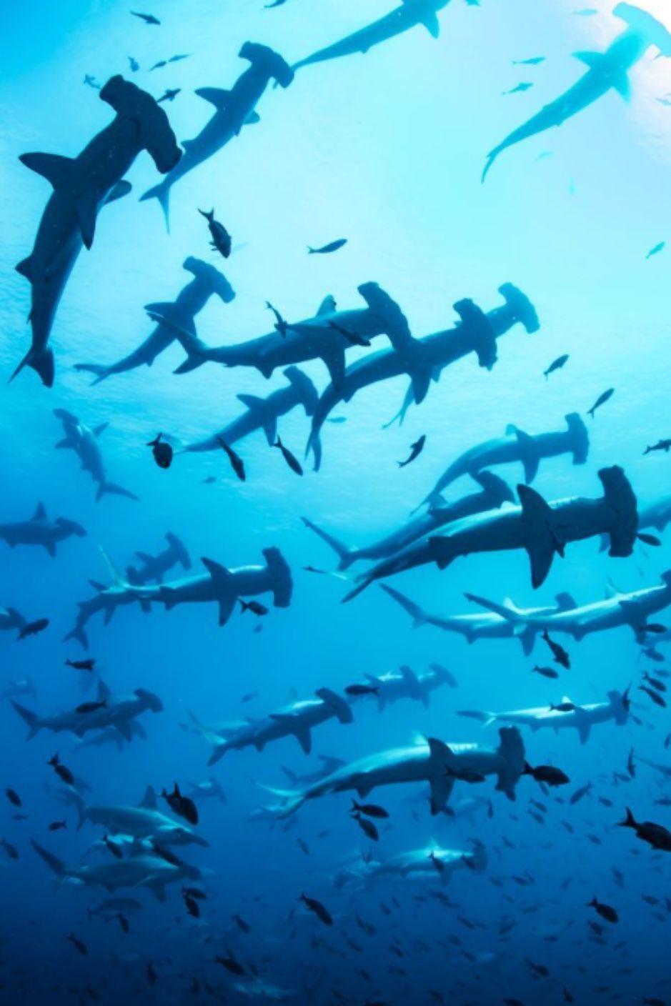939x1408 Galapagos Sharks. Underwater photography ocean, Galapagos shark, Underwater animals