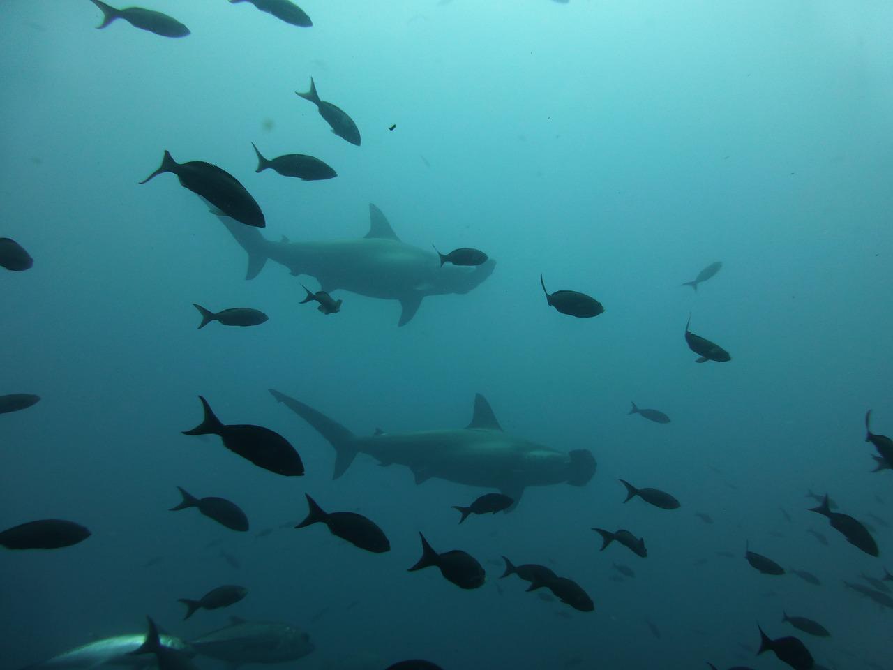 1280x960 Hammerhead Shark Galapagos