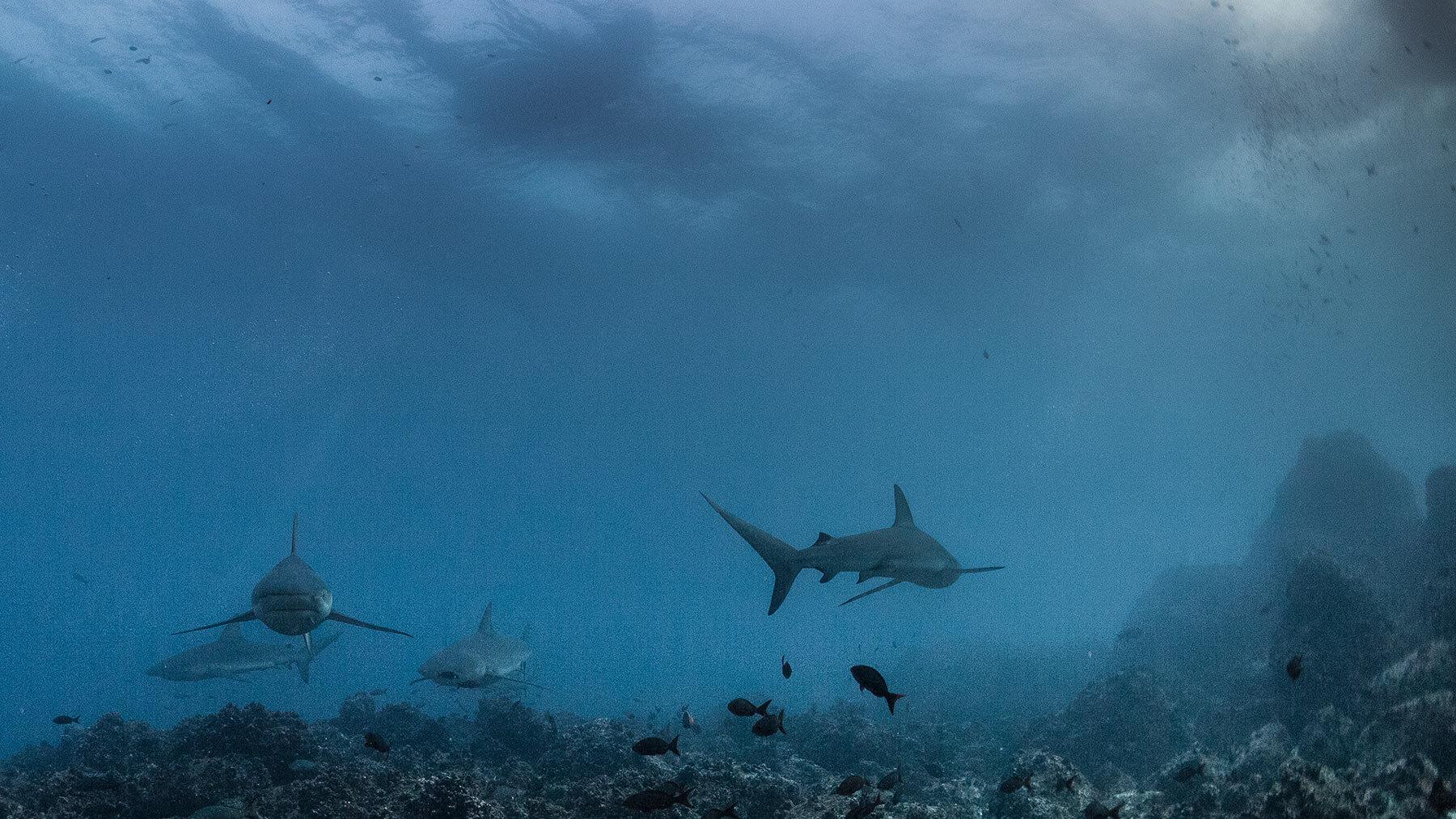 1800x1013 Top types of sharks in the Galapagos Islands