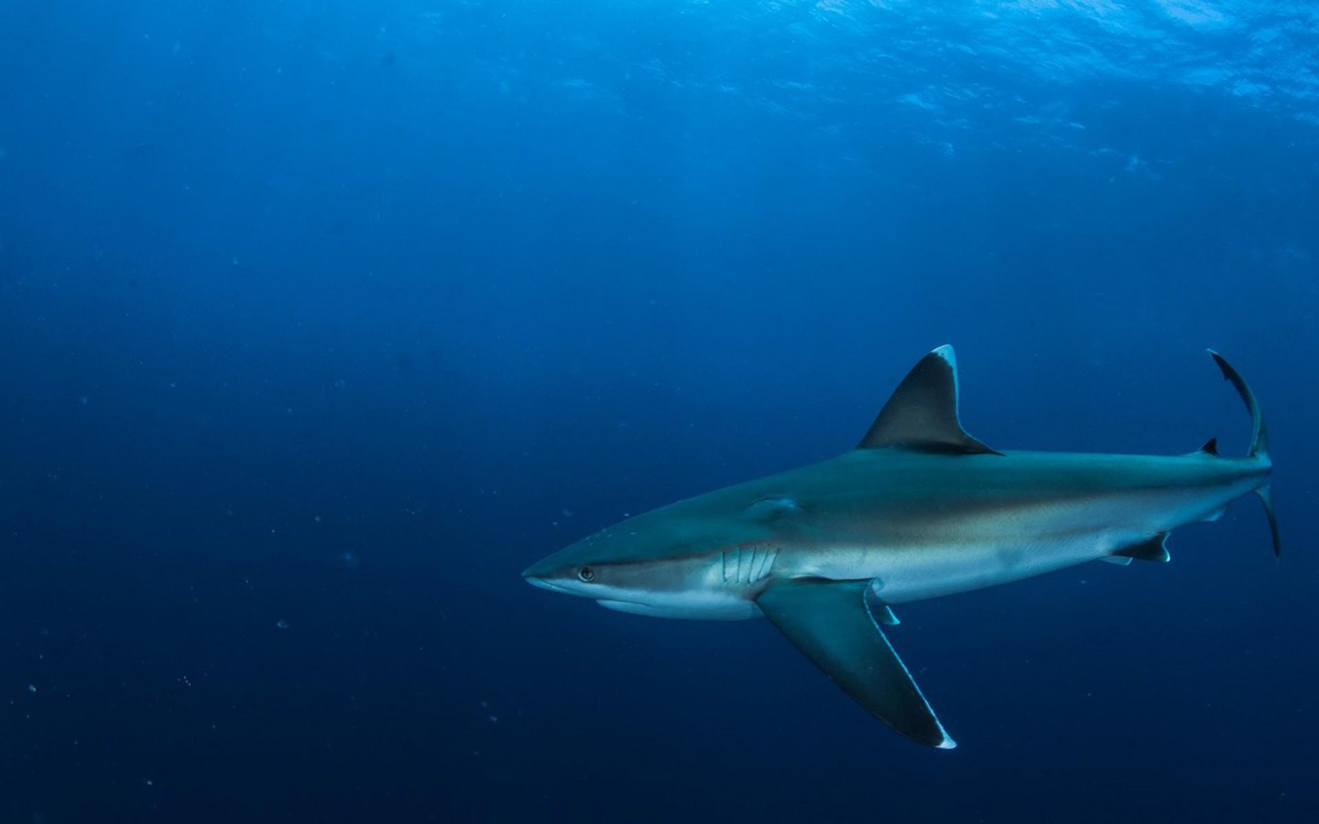 1920x1200 Wallpaper HD Sharks Unlike Bony Fish That Have A Skeleton Composed Of Bones, Sharks And Their Relatives Rays And Chimaeras Have Flexible Internal Skeletons Made Of Cartilage. :