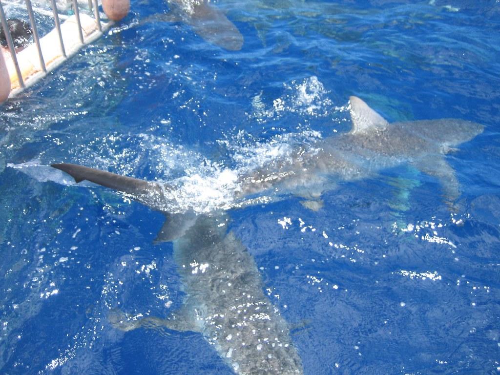 1024x768 Sharks'' long Galapagos sharks