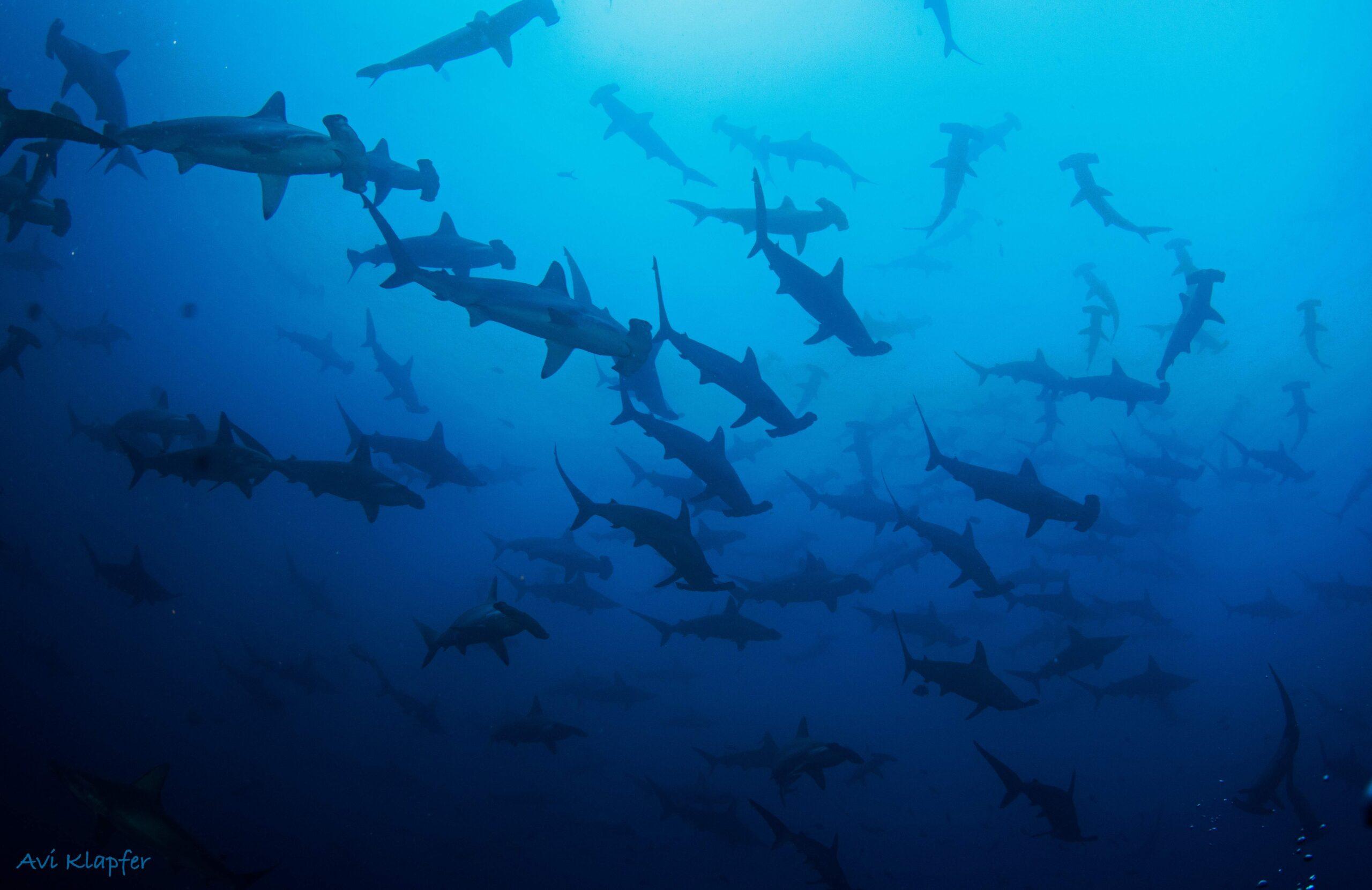 2560x1660 New York Times' Ad Urges Costa Rica And Ecuador Presidents To Protect Endangered Sharks And Sea Turtles By Creating The Cocos Galapagos Swimway. Turtle Island Restoration Network