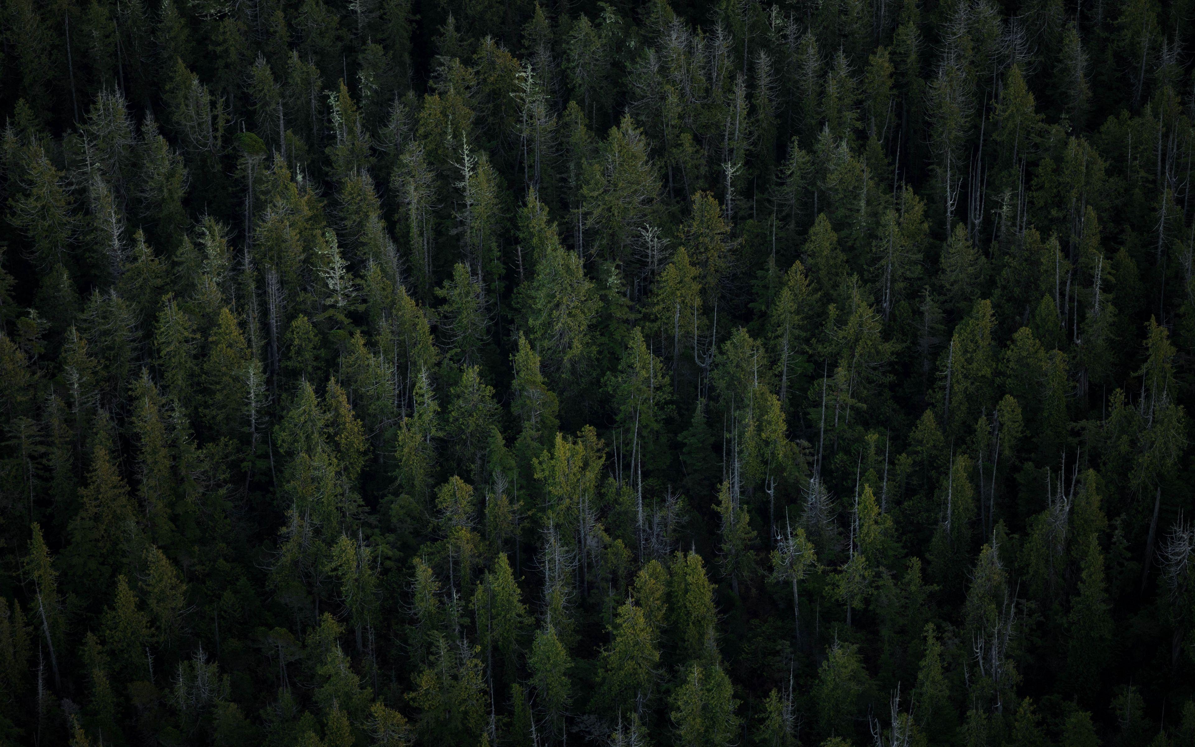 3840x2400 Download wallpaper 3840x2400 trees, top view, forest 4k ultra HD 16