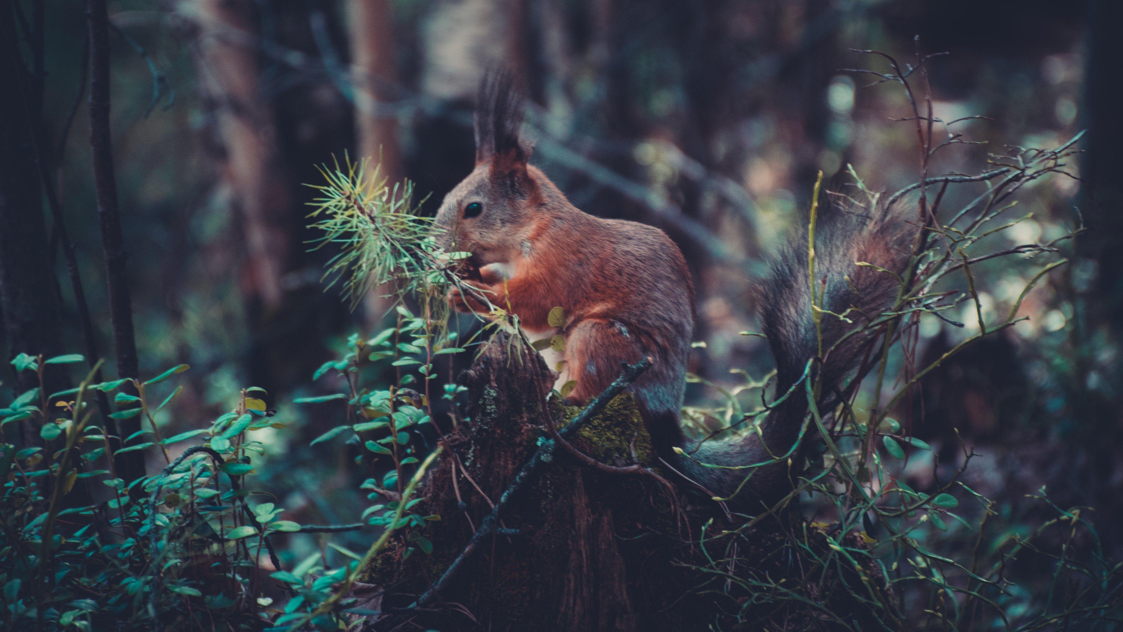 3840x2160 4K Forest Wallpaper High Quality