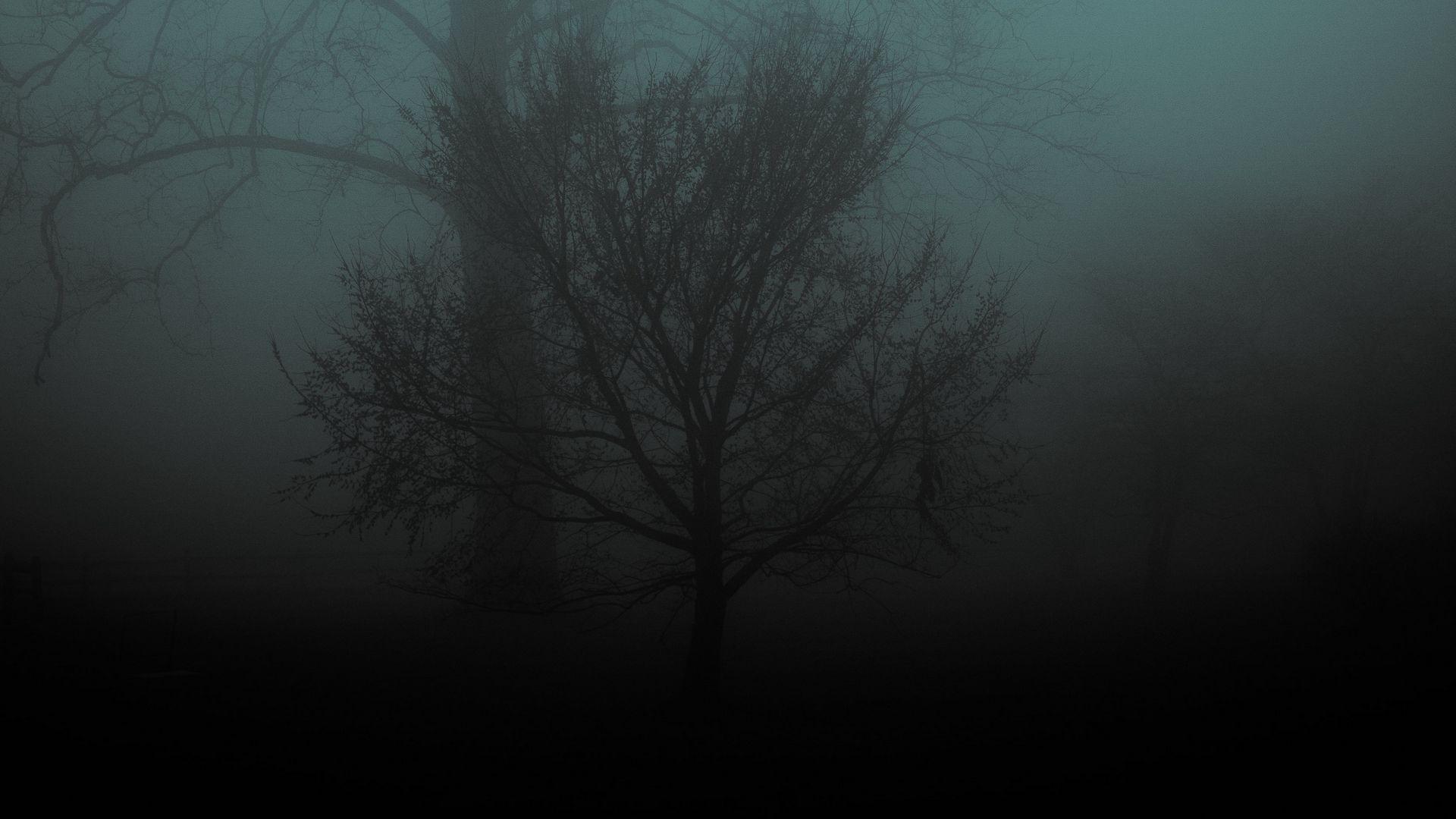 1920x1080 Download wallpaper 1920x1080 tree, fog, gloomy full hd, hdtv, fhd, 1080p HD background